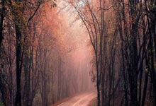 开云体育直播-美国男篮力克加拿大男篮，萨博尼斯送出助攻的简单介绍