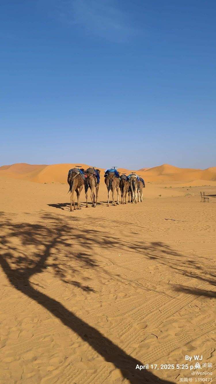 智利险胜摩洛哥,托尼高光表现 智利险胜摩洛哥,托尼高光表现